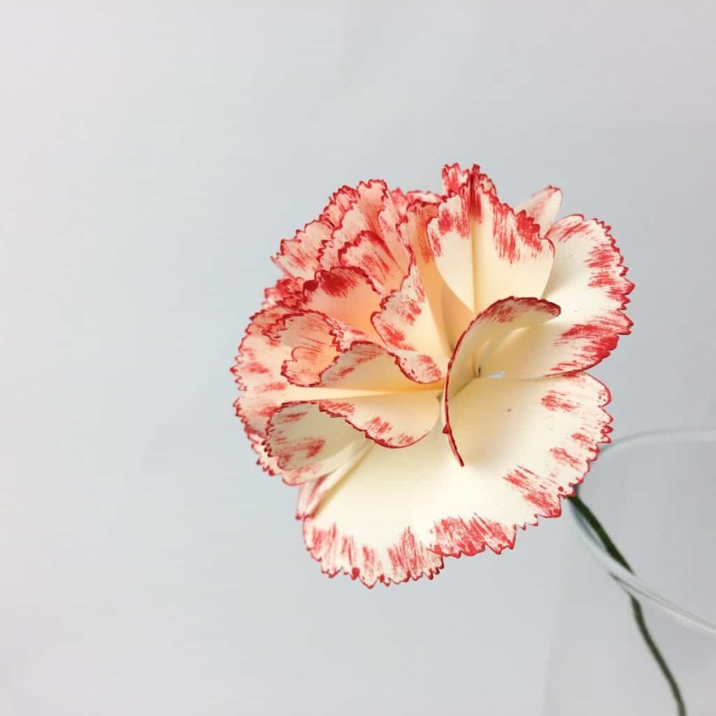 how to make a paper carnation