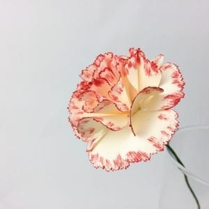 Read more about the article How to Make a Paper Carnation