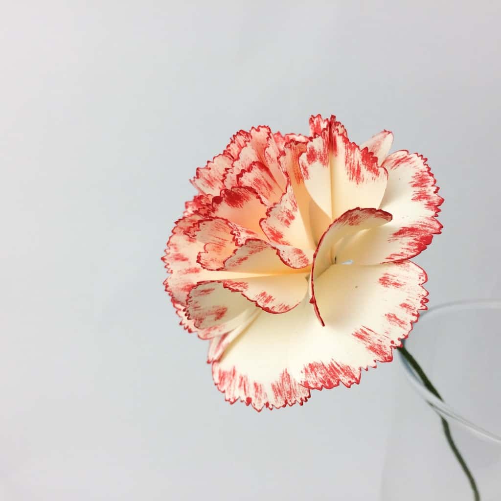 You are currently viewing How to Make a Paper Carnation