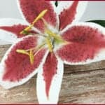 stargazer lily paper flower template