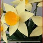 daffodil paper flower template
