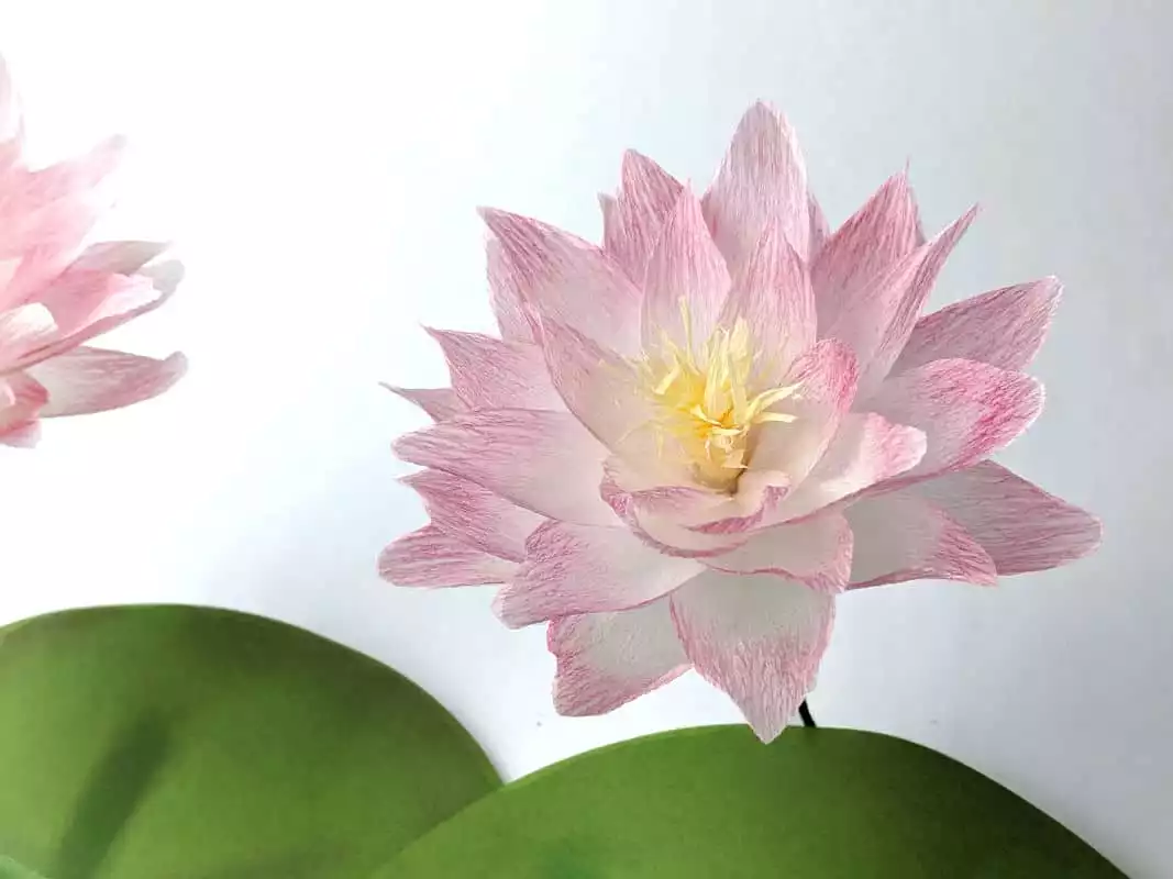Crepe Paper Water Lily/ Lotus